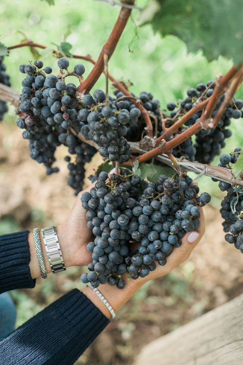 WINERY-4