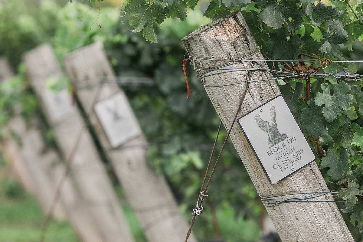 WINERY-1