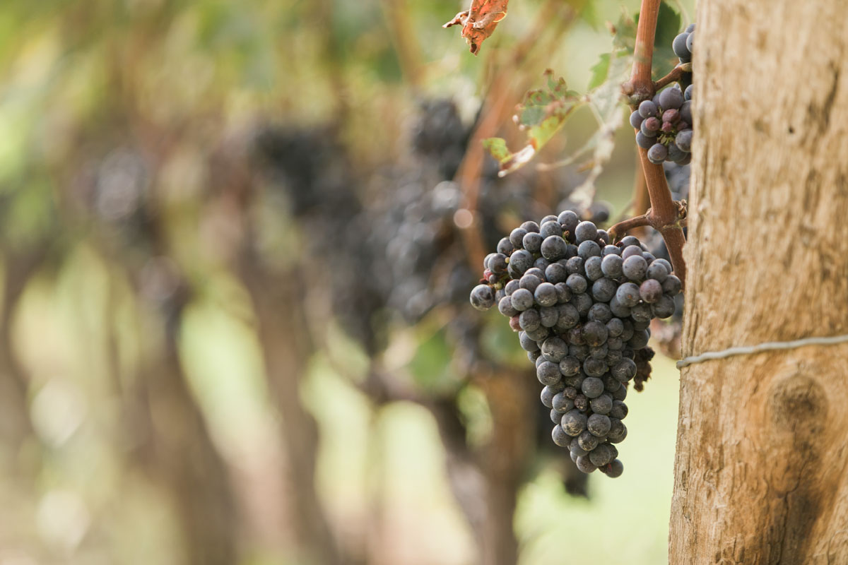WINERY-3