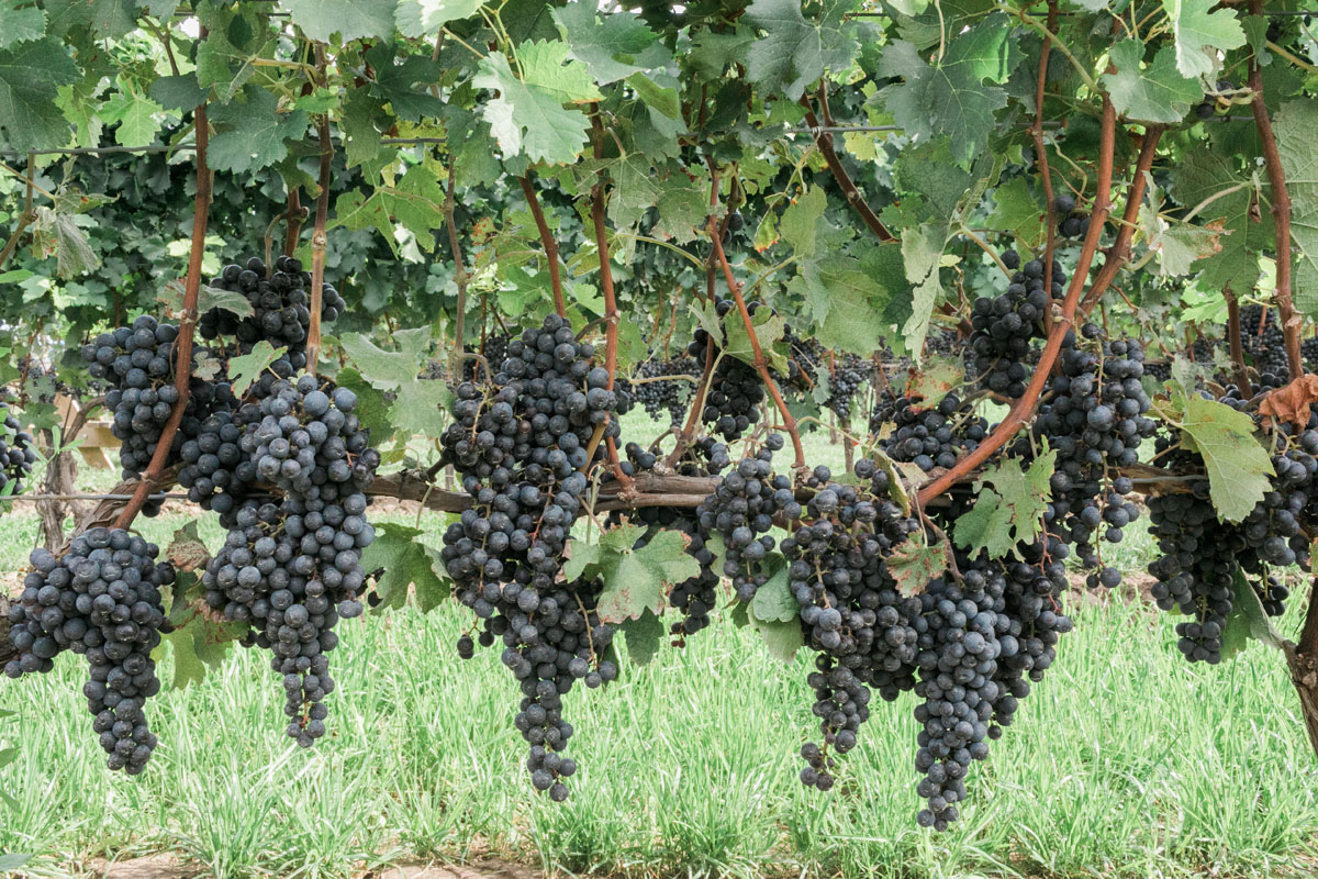 WINERY-2
