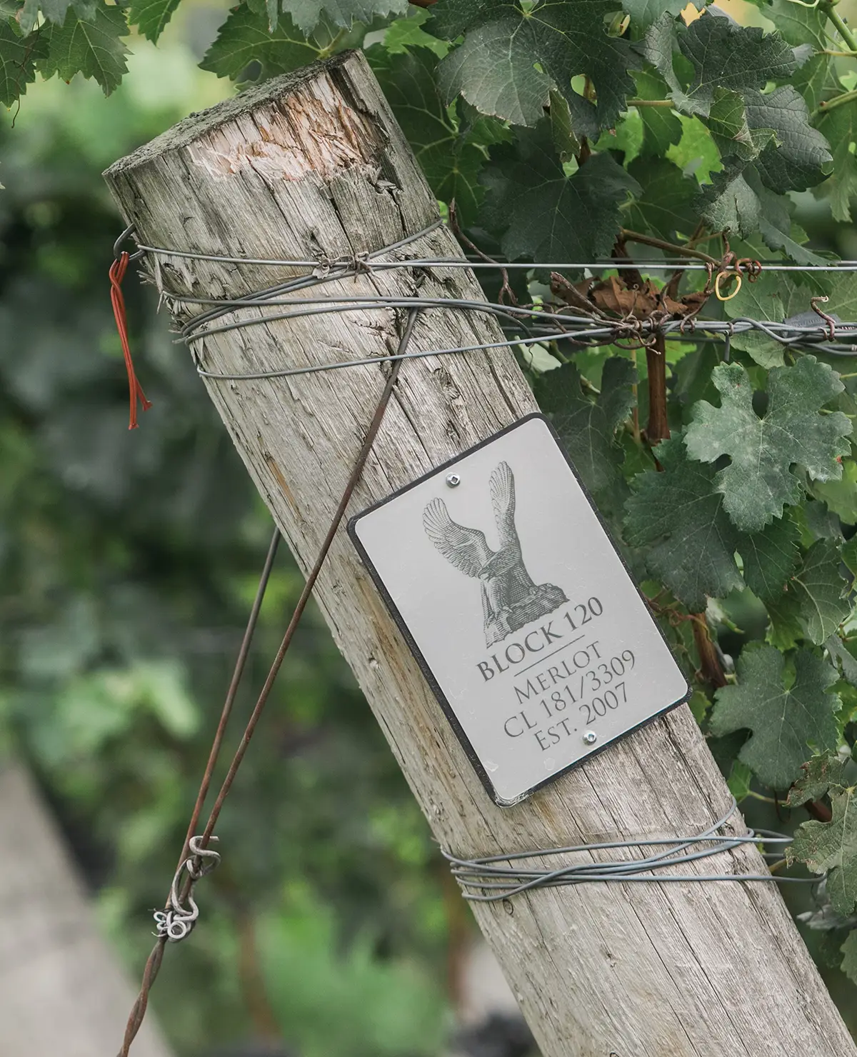 Close up image of Stone Eagle Vineyard vines label.