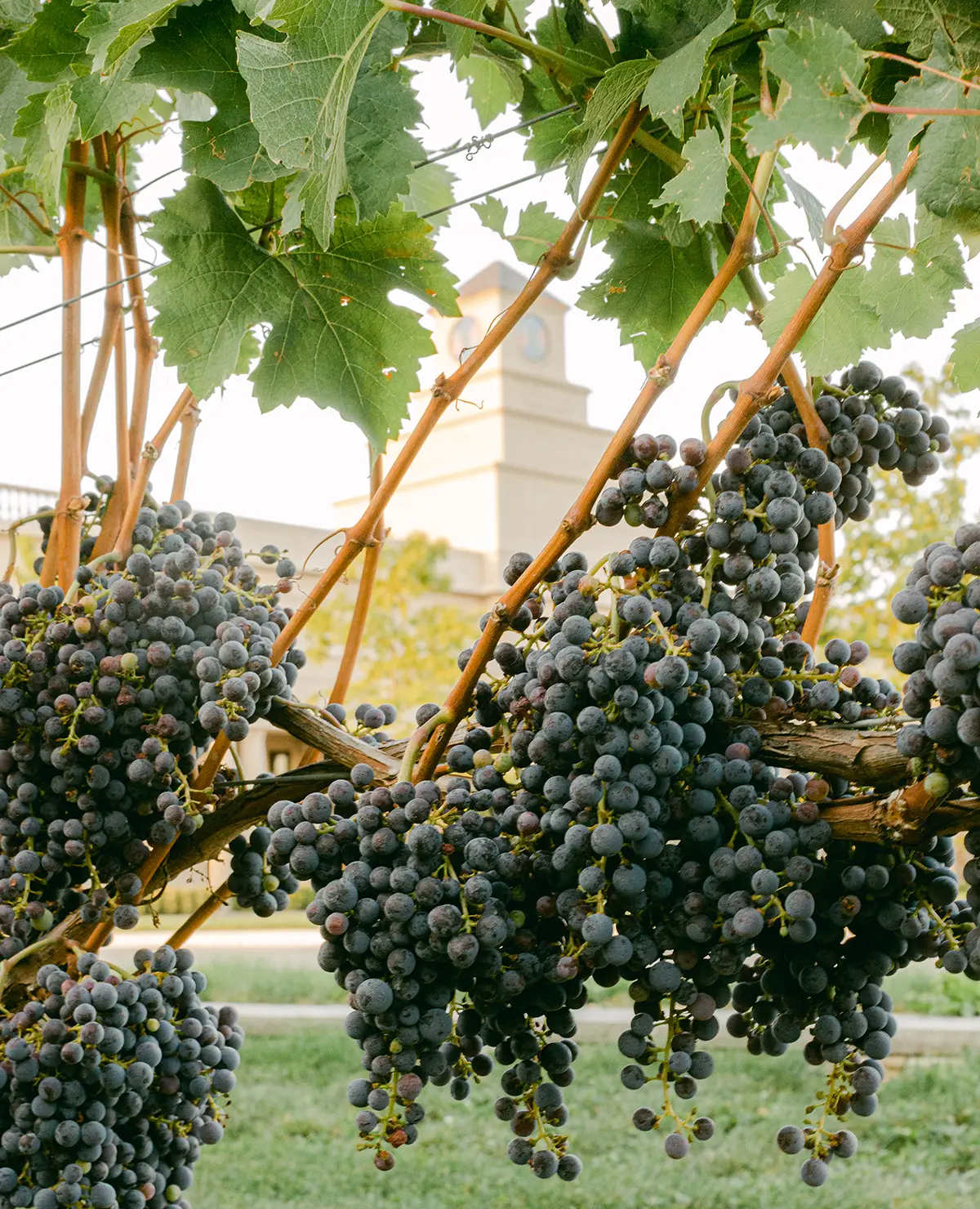 Vineyards at Stone Eagle.