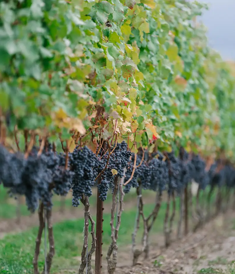 Stone Eagle Vineyards.